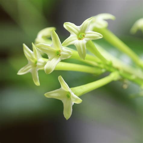 夜來香植物